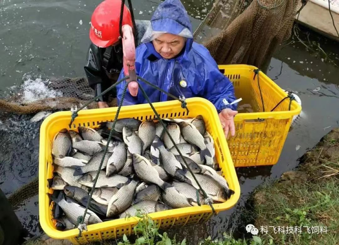 捕魚運魚：脫粘、掉鱗、出血、不耐運輸.jpg